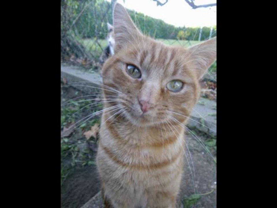 CIPAM - Chat - Gentleman