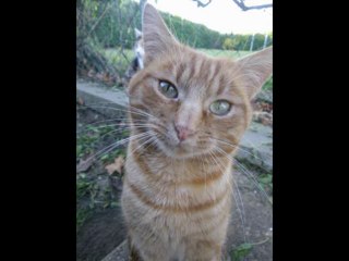 CIPAM - Chat - Gentleman