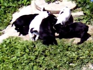 Portée Pelisse X Roger (6 semaines)