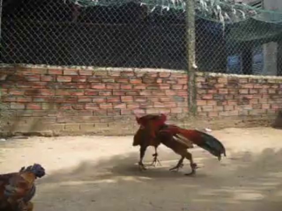 Cú chân xanh da cam với vàng win 5, chạng 3kg
