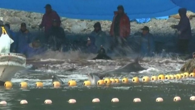 Dolphins killed in Japan's Taiji cove