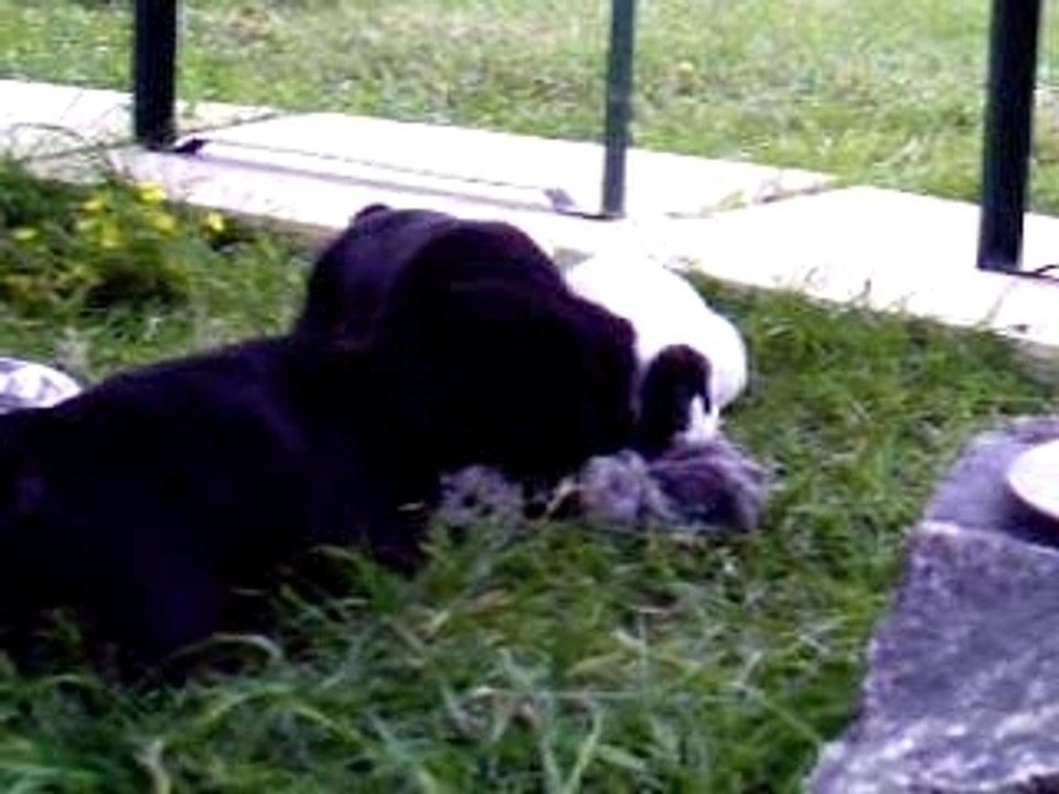 Portée Pelisse X Roger (1 mois)