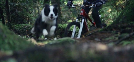 Tải video: Course en VTT avec un chien