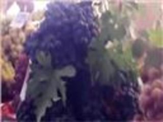 زراعة العنب في دهوك