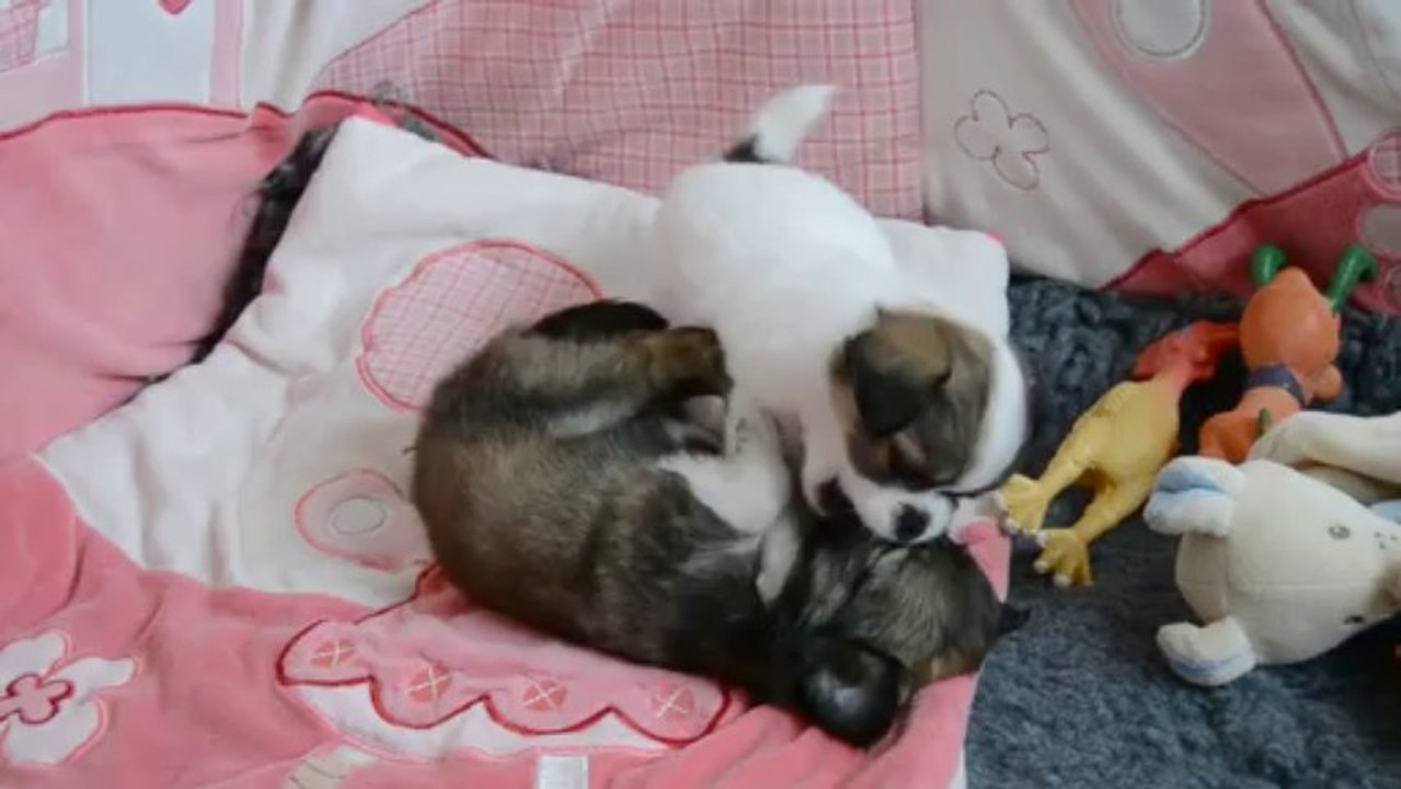 Bagarre entre Idyl et Ilda, chiots chihuahua