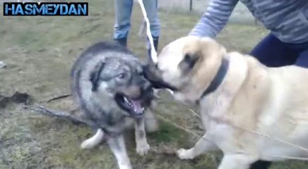 Almanyadan Erciyes vs Sarplaninac