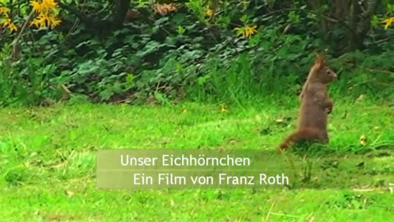 Flinke Flitzer - Eichhörnchen in unserem Garten