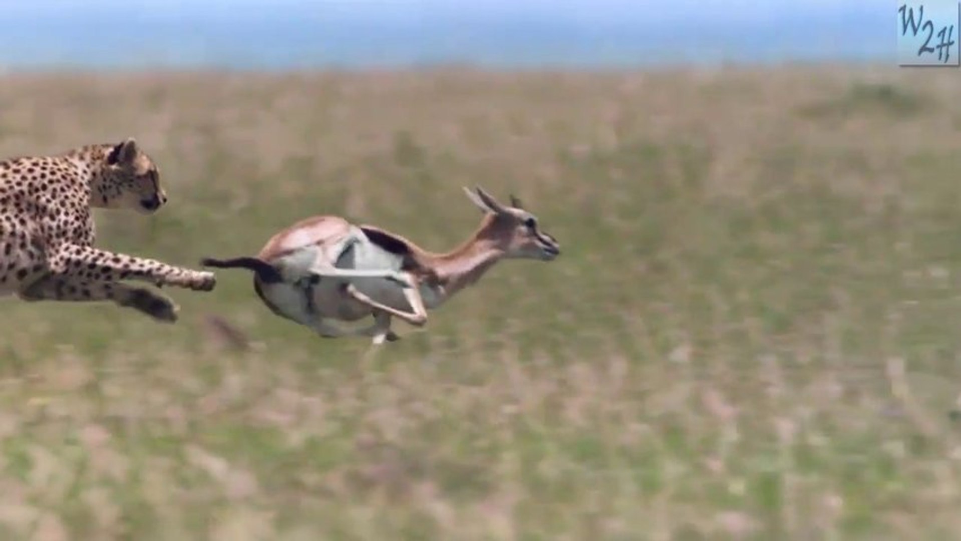 Cheetah Hunts Down Gazel With A Speed Of 74mph Video Dailymotion