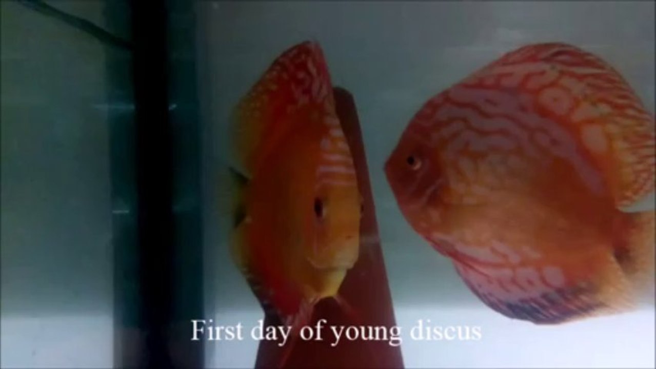 discusrojek