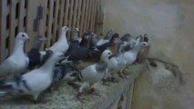Satılık Filo kuşları- İhaleci İmam Şanlıurfa- 542 786 46 47