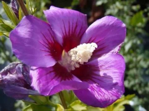 bangoi kouni en live et Yemkavavo Moussa présente (Cherie ngam handzo )