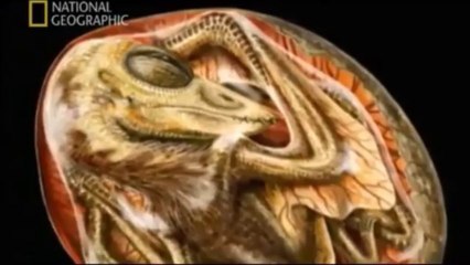 National Geographic | Dinozorlar Serisi: Jurassic Döneminin Uçan Yaratıkları