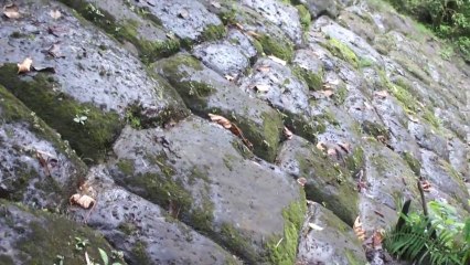 Amazing Pyramide d'Amazonie découverte(s) Wall Detail HD