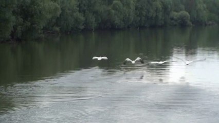 En remontant le Danube - Le delta