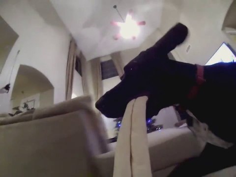 Dog Bone GoPro Offers Amazing Perspective