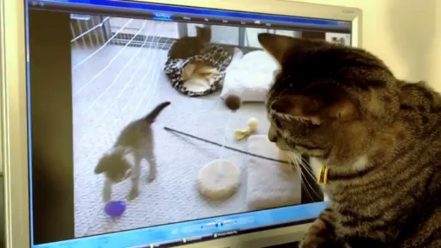 Un chat devient fou en voyant des chatons à la TV!