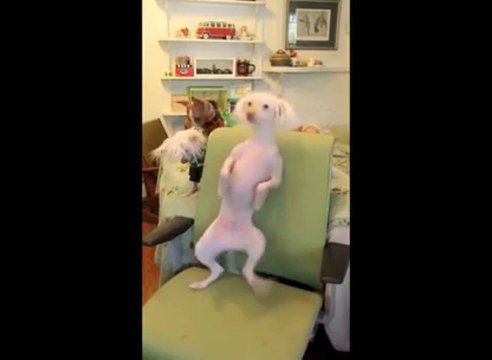 Un Chien qui danse sur du Madonna et du Justin Timberlake. Trop mignon...