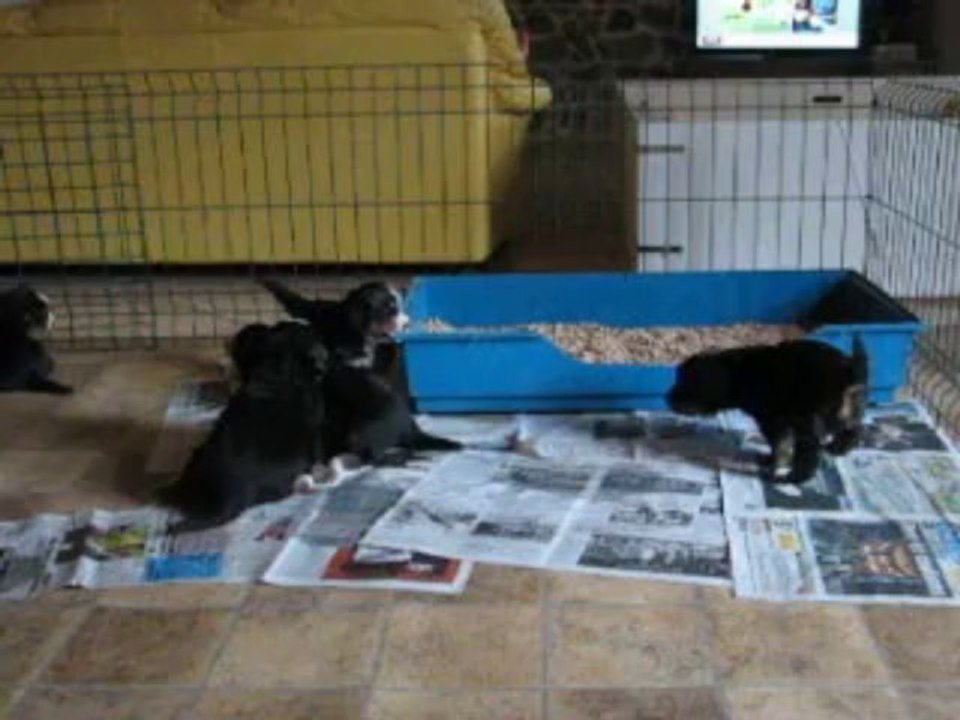 BB Elendil x Rainbow  3,5 semaines