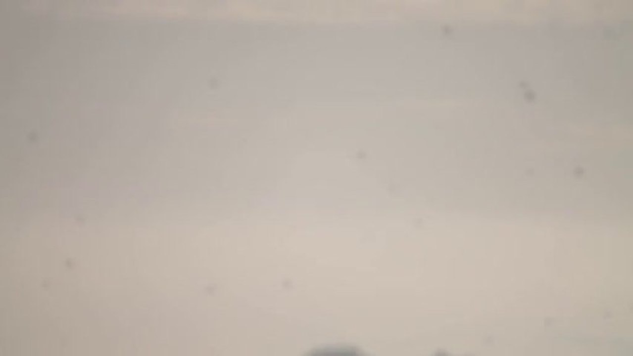 battue de Foulques St Lumine 19/01/2014 N°2