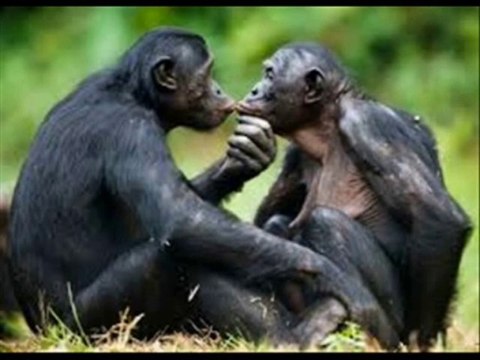 Chanson LES JOLIES COLONIES DE VACANCES