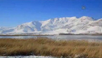 Van Gölü kuğuların da uğrak yeri