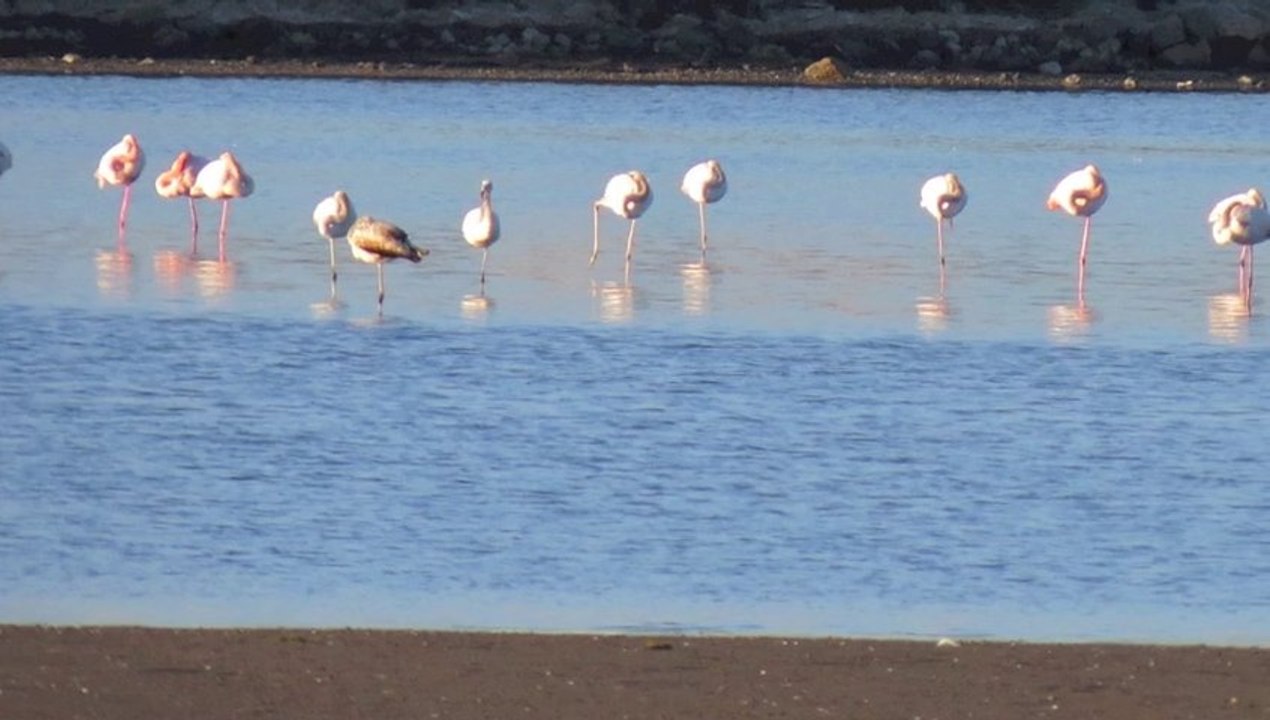 Etang de Thau 2013