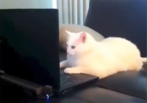 The Best Cat Vine Compilation Ever made !! Cute, Baby, Wet, Funny... CATS !!