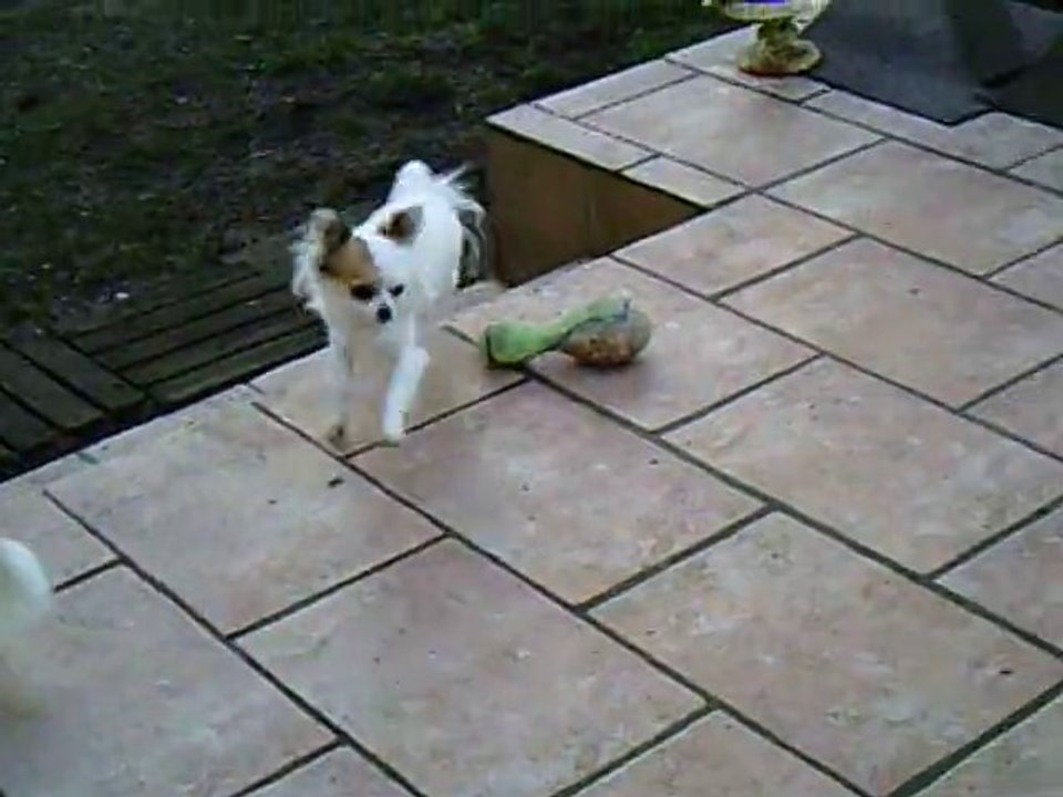 Bichon Havanais et Chihuahua des nichées de Riopse 19.01.14