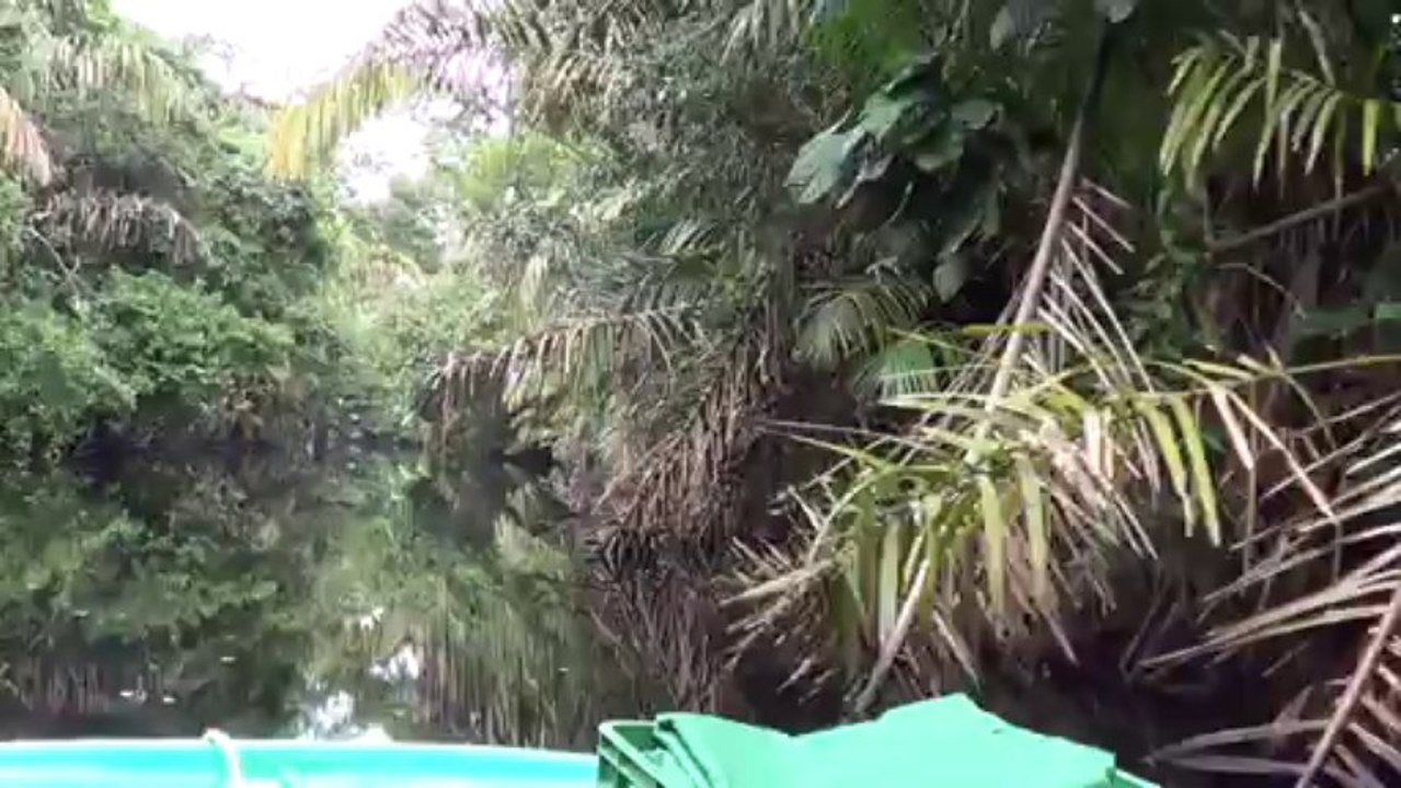 tortuguero