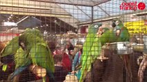 Foire aux oiseaux de Pontivy : la grande foule