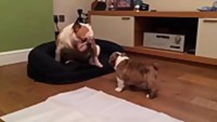 Puppy Bulldog Thinks He's the Boss!