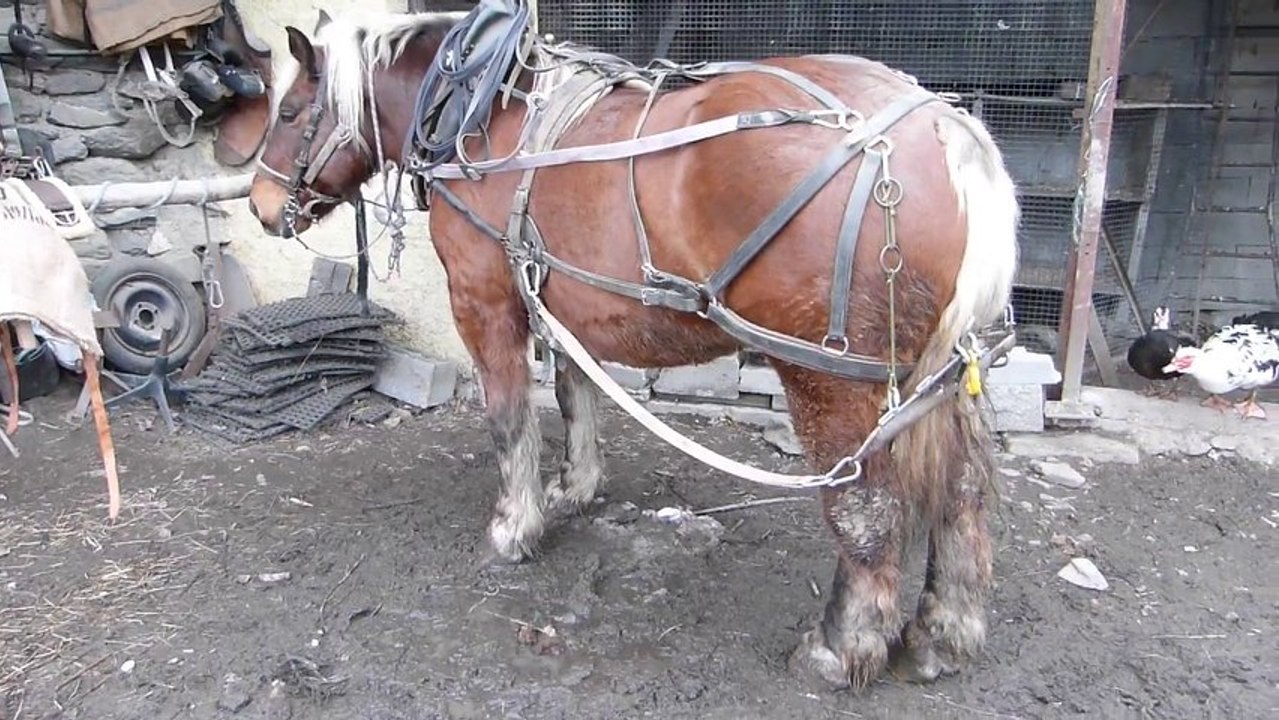 Harnais chevilatte + option "Bas-Cul" ou palonnier "porté" (partie2)