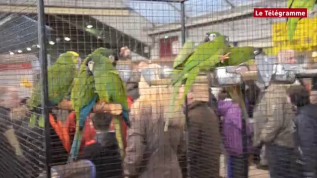 Pontivy. Affluence record à la Foire aux oiseaux