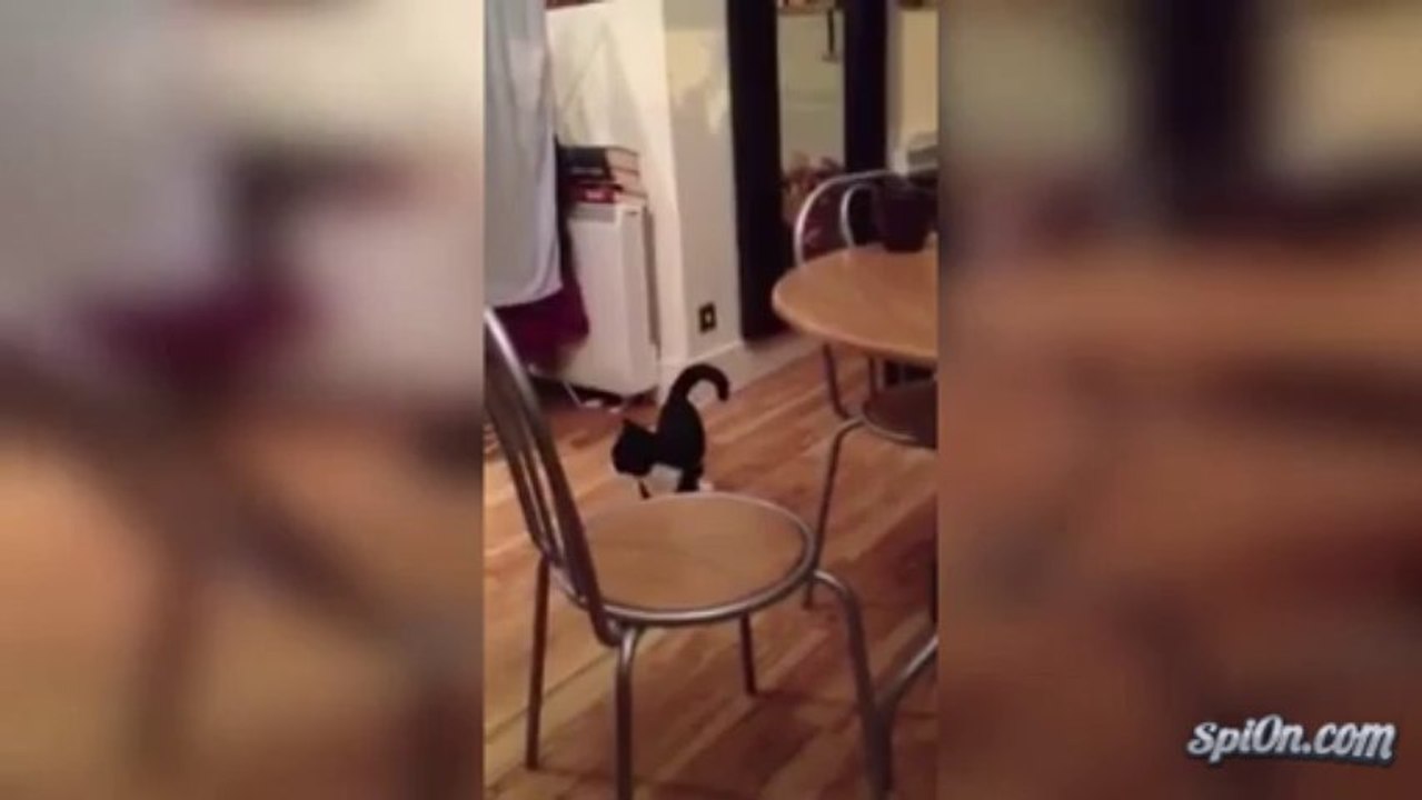 Chat saute sur 2 pattes