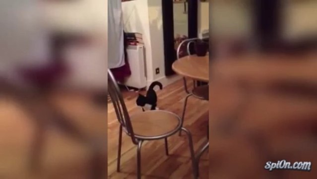 Chat saute sur 2 pattes