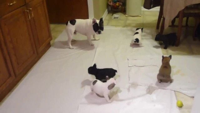 Bouledogue français joue avec ses chiots