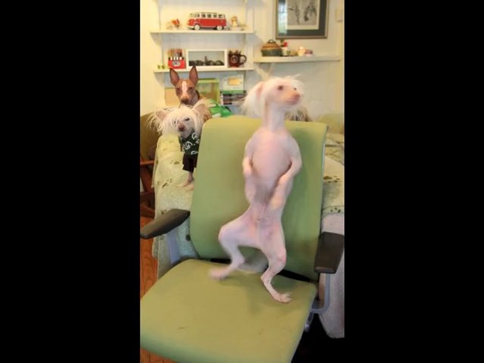 Chien sans poil danse sur une chaise