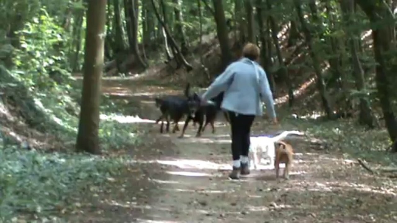 Decibelle ,Beauty et les beaucerons