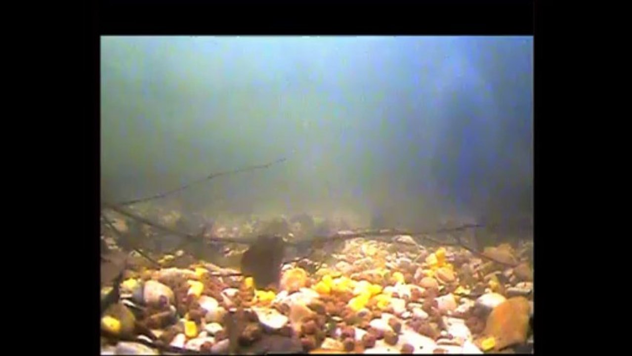 Grosses carpes devant la caméra !!!