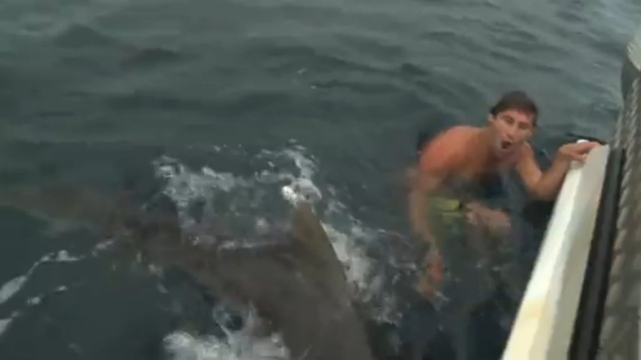 Il survit à une attaque de requin avec une simp...