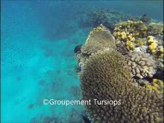 Stage "Immersion avec les dauphins" - Décembre 2013 Hurghada