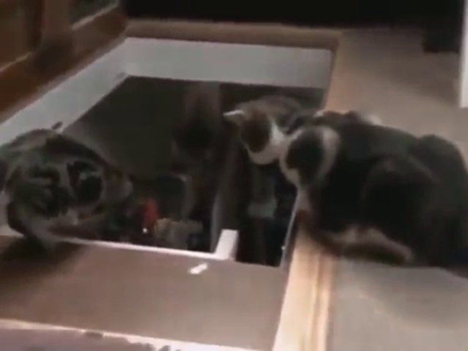 Dog Teaching Puppy How To Descend Stairs VS Cat Teaching Kitten