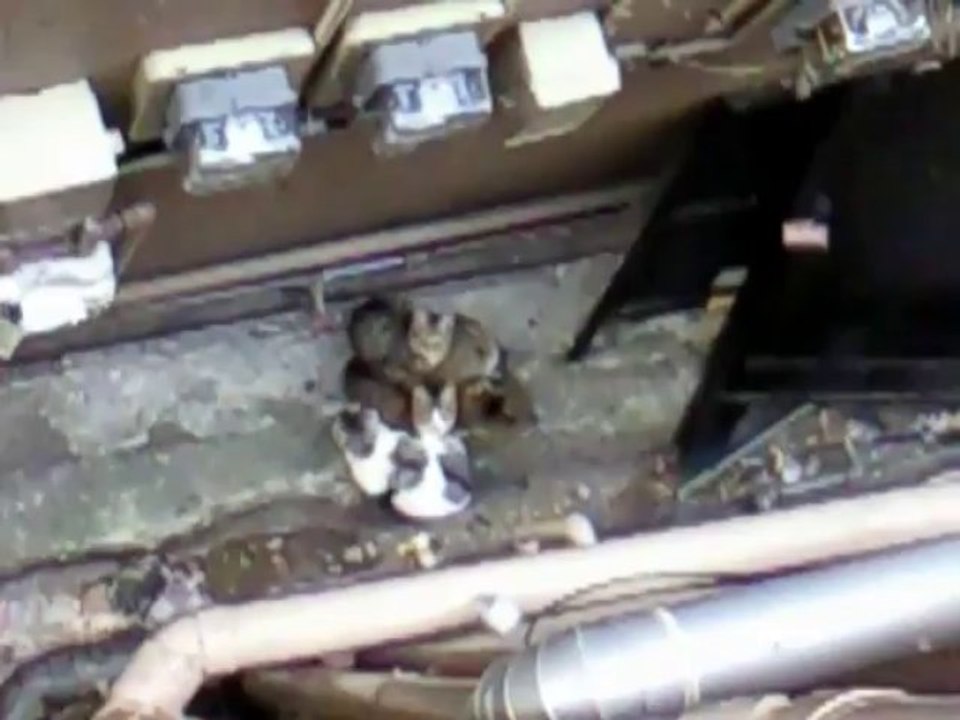 寒空のビルの間の猫達