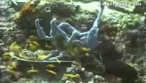 Ko Samui Scuba Diving, Thailand by Asiatravel.com