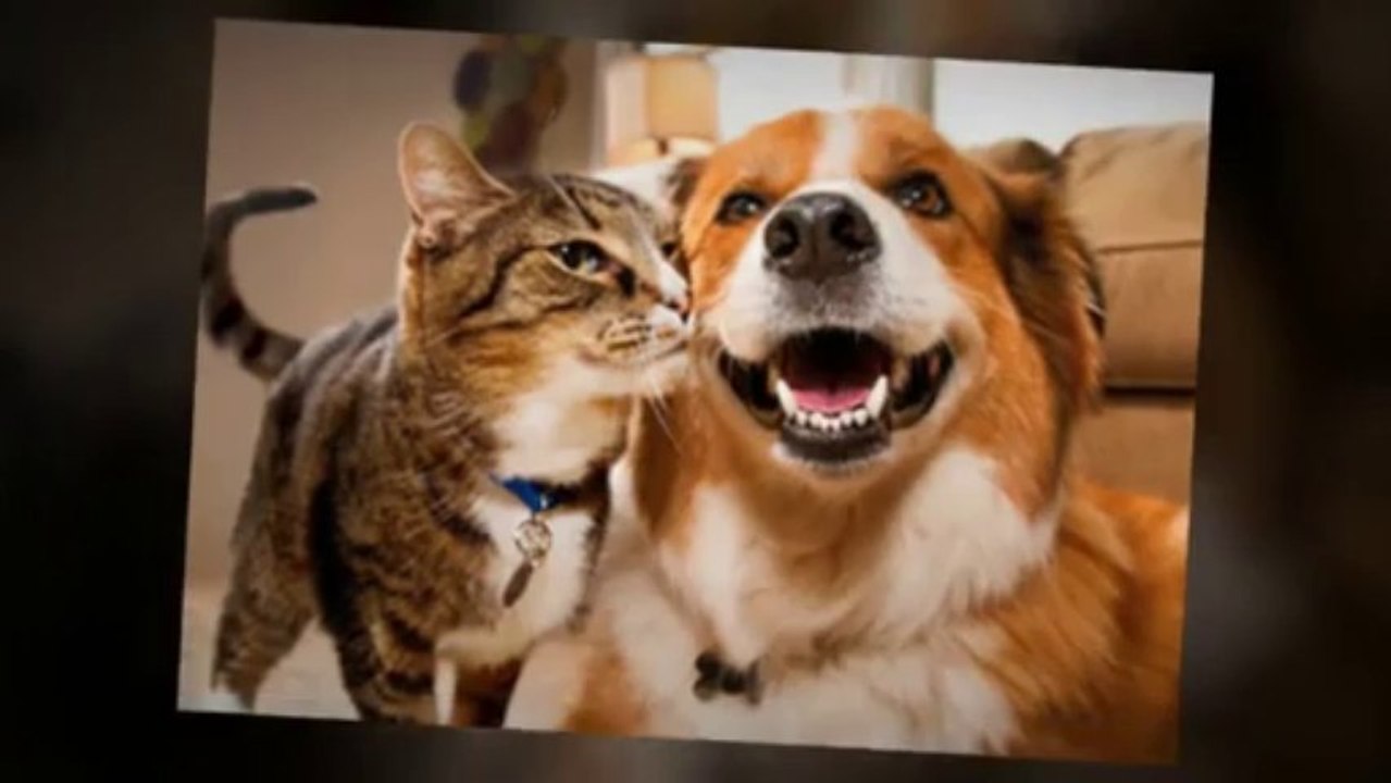 Pet Grooming Tool Best Value Dog & Cat Deshedder