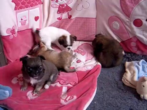 4 chiots chihuahuas en pleine action