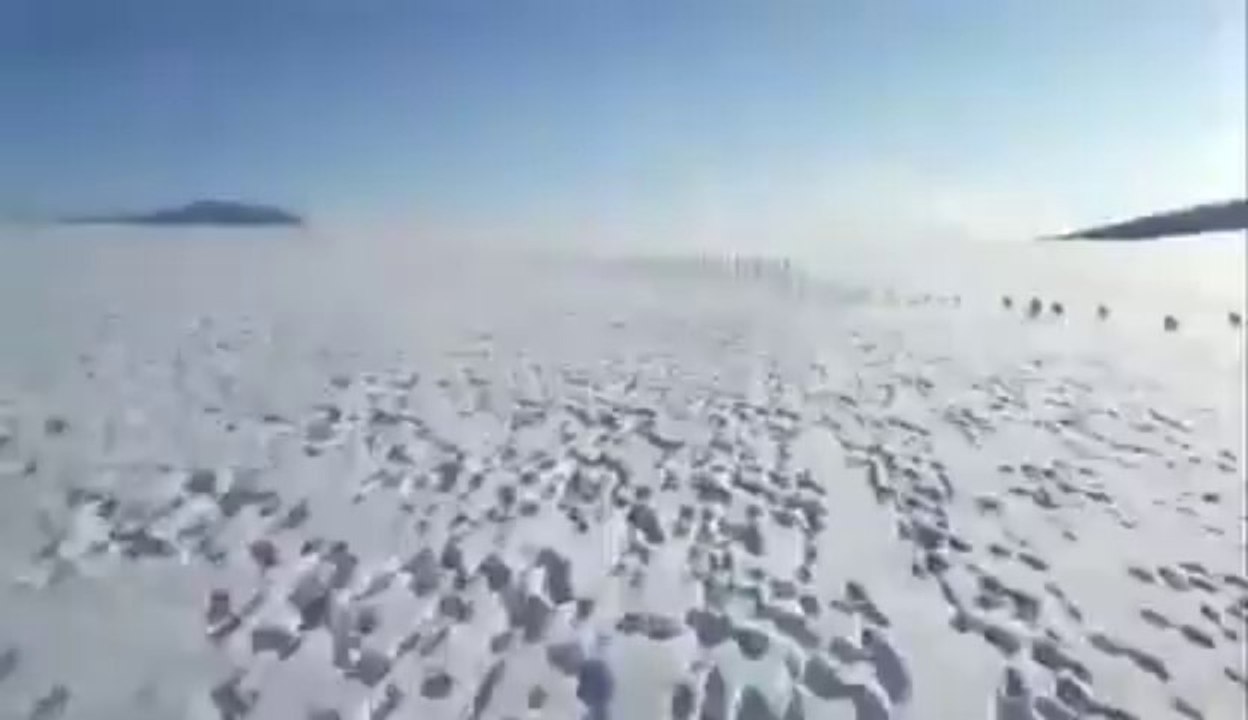 Snowmobile VS hundreds of rabbits... Epic Race!