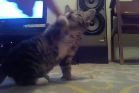 So cute 8 Week Old Baby cat.. Adorable Kitten!