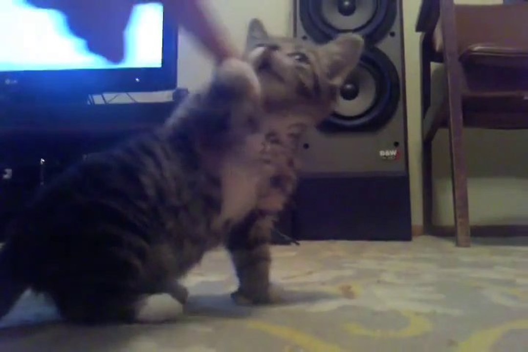 So cute 8 Week Old Baby cat.. Adorable Kitten!