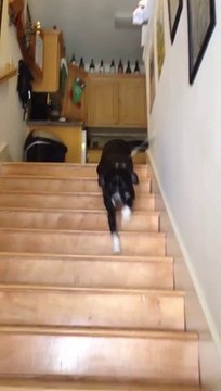 Le pire chien de garde jamais vu - Hilarant!